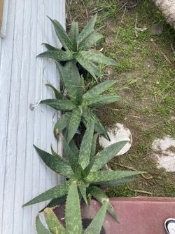 Sabila La Reina