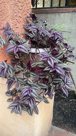 Tradescantia Zebrina Hanging Basket Plant
