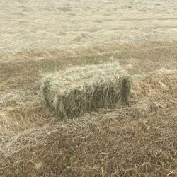 Local Pasture Blend Hay
