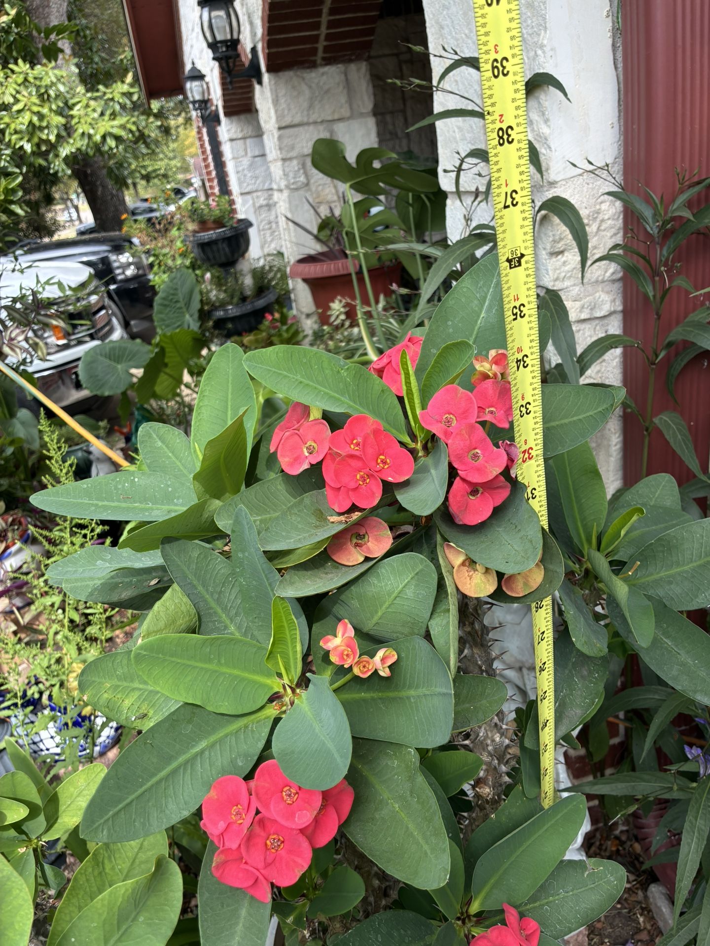 Maceta De Corona De Cristo Muy Ermosa Y Grande Flor Grande Muy Ermoso Color 