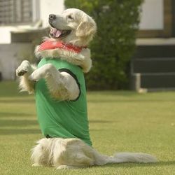 NEW — Groomsome Round Neck Sleeveless T-Shirt for Dog, Green, Size Small