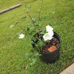 Solid White Rose Of Sharon 14 Inches Tall