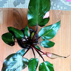 Beautiful Healthy  Variegated Pink Princeess  Philodendron Live Indoor Houseplants With 5 Inch Nursery Pot With Choice You Pick One Own Choice Pots