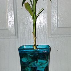 Lucky Bamboo Plant 