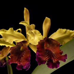 Cattleya Dowiana (Del Valle x sub var splendens Cahiz-Yrygoyen) FLASK Exotic