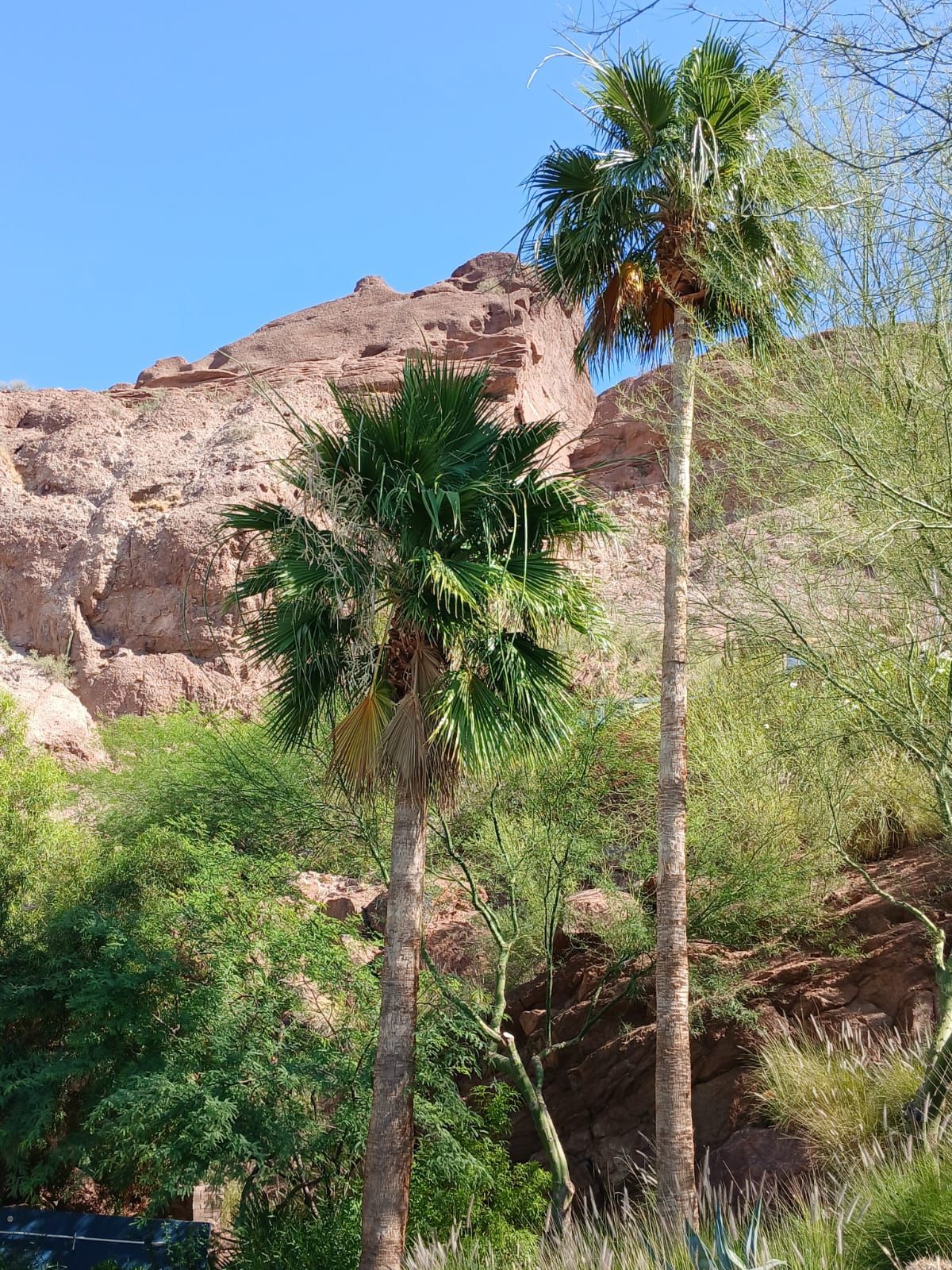 Palm Tree Trimming