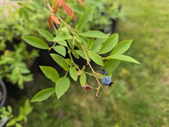 Blueberries