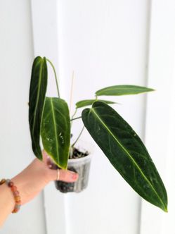 [EXACT PLANT] Collector's Plant: Anthurium Queen Warocqueanum 4" Pot - Indoor House Plants