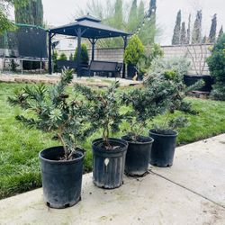 Bottle Brush Trees 4 Available 