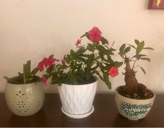 3 Small Plants in Decorative Pots