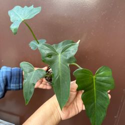 4” philodendron golden dragon 