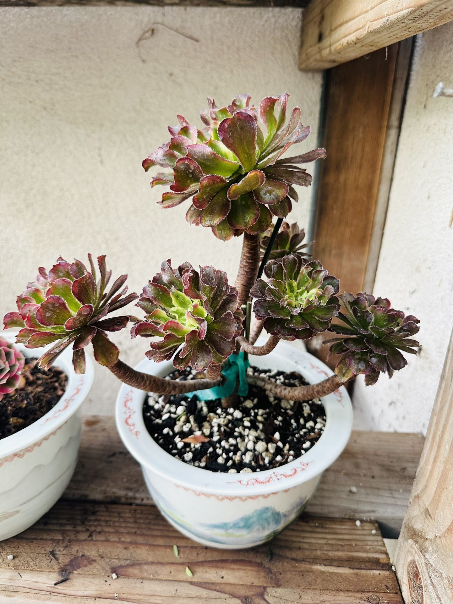 Aeonium 'Zwartkop' Sen Đá Hàng Quắc