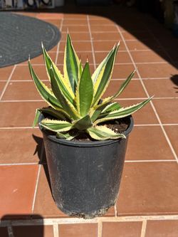 Variegated Agave Americana Plant