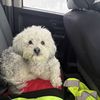 Blanca