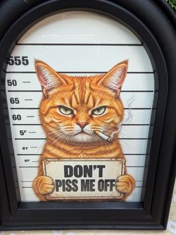Funny cat picture