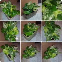 Mix Snow queen pothos and philodendron house plants