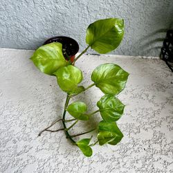 Global  Pothos  Plant 