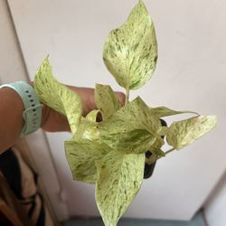 Marble Queen Photos ⬇️