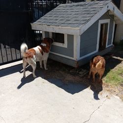 Dog House.  Casa de perro