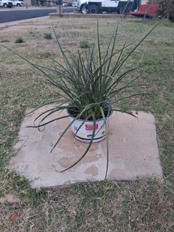 Large Live Red Yucca Outdoor Plant