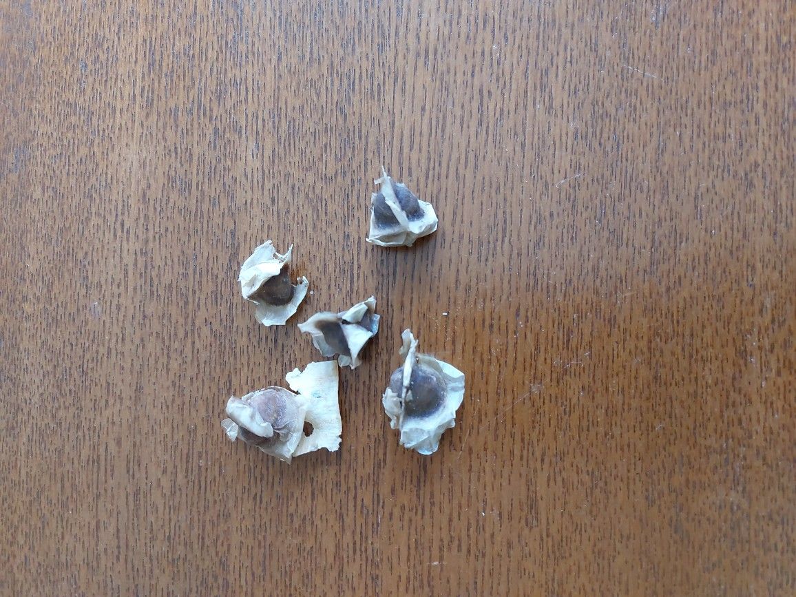 Moringa Seeds X5 FREE