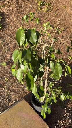 Ficus tree 4 feet high
