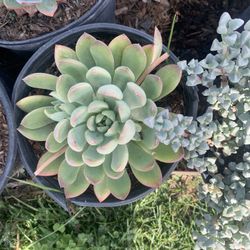 Succulent Plants