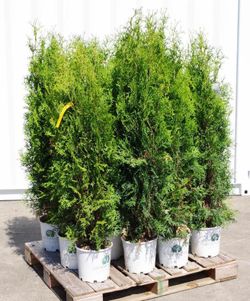 [12] Skybound Arborvitae, Approx. 5' from bottom of pot