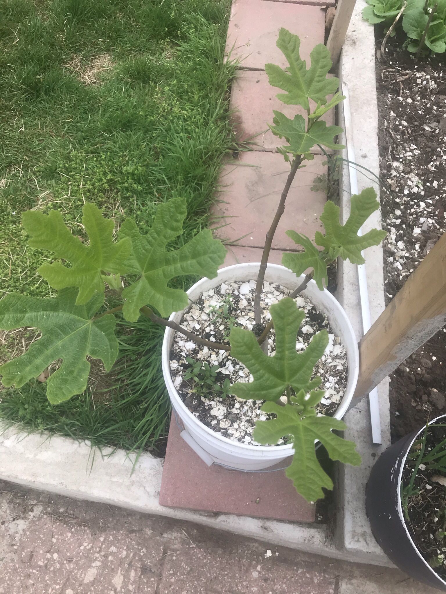 Fig tree