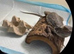 Tank And Beard Dragon Accessories 