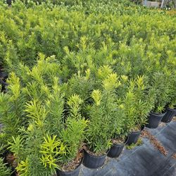 podocarpus  $8.50 all sizes available Instant Privacy Hedge For Fence Green Full 