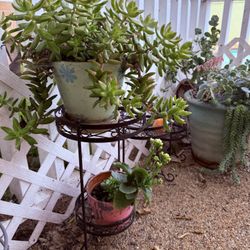 Succulent Collection with Decorative Metal Plant Stand – Multiple Established Plants
