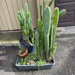 Plant, Cactus, Plumeria Sale