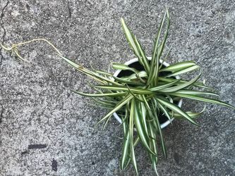 $7 Spider plant￼