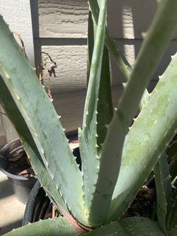 Medium Aloe Vera