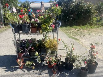 Plantas Día De Las Madres