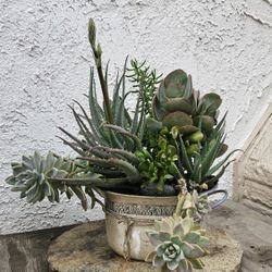Succulents Live Plants  Home And Garden 