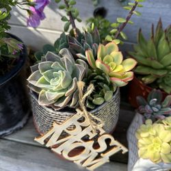 Mothers Day Special Succulents 
