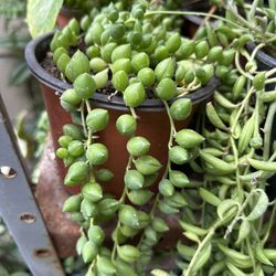 Planta Colgante