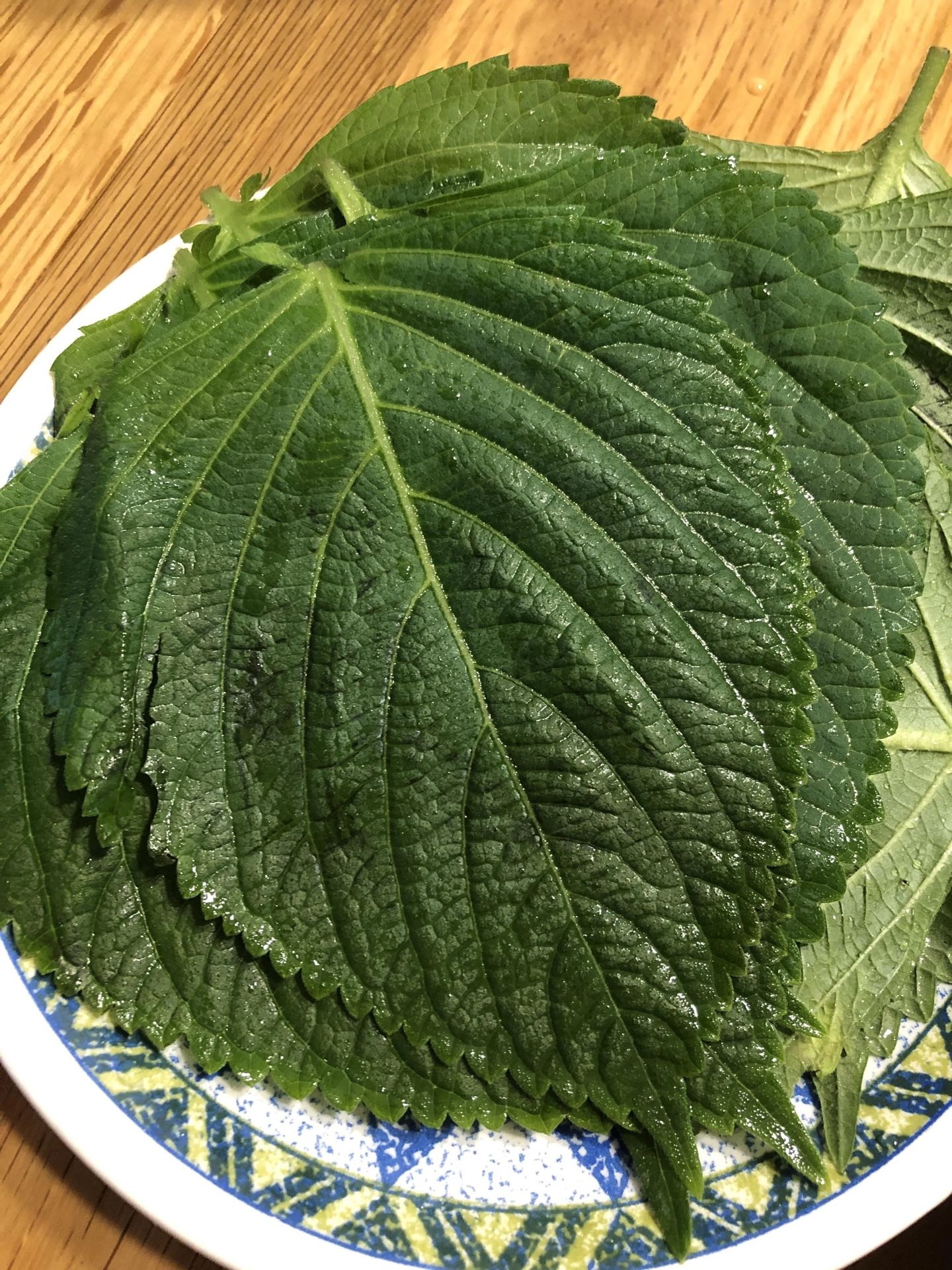Korean Perilla Plant For Kbbq Wrap