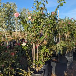 $150 Each Rose Trees Pickup Or Delivery 