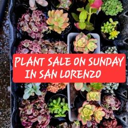 SUNDAY PLANT SALE IN SAN LORENZO  SKYLINE SUCCULENTS OF SAN LORENZO 