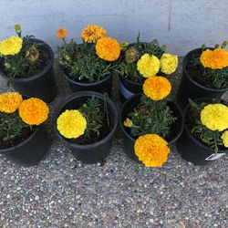 Marigold Plants 
