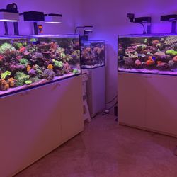 Red Sea Tanks 525 Nano 250 Sold Fully Stock  Reef Aquarium