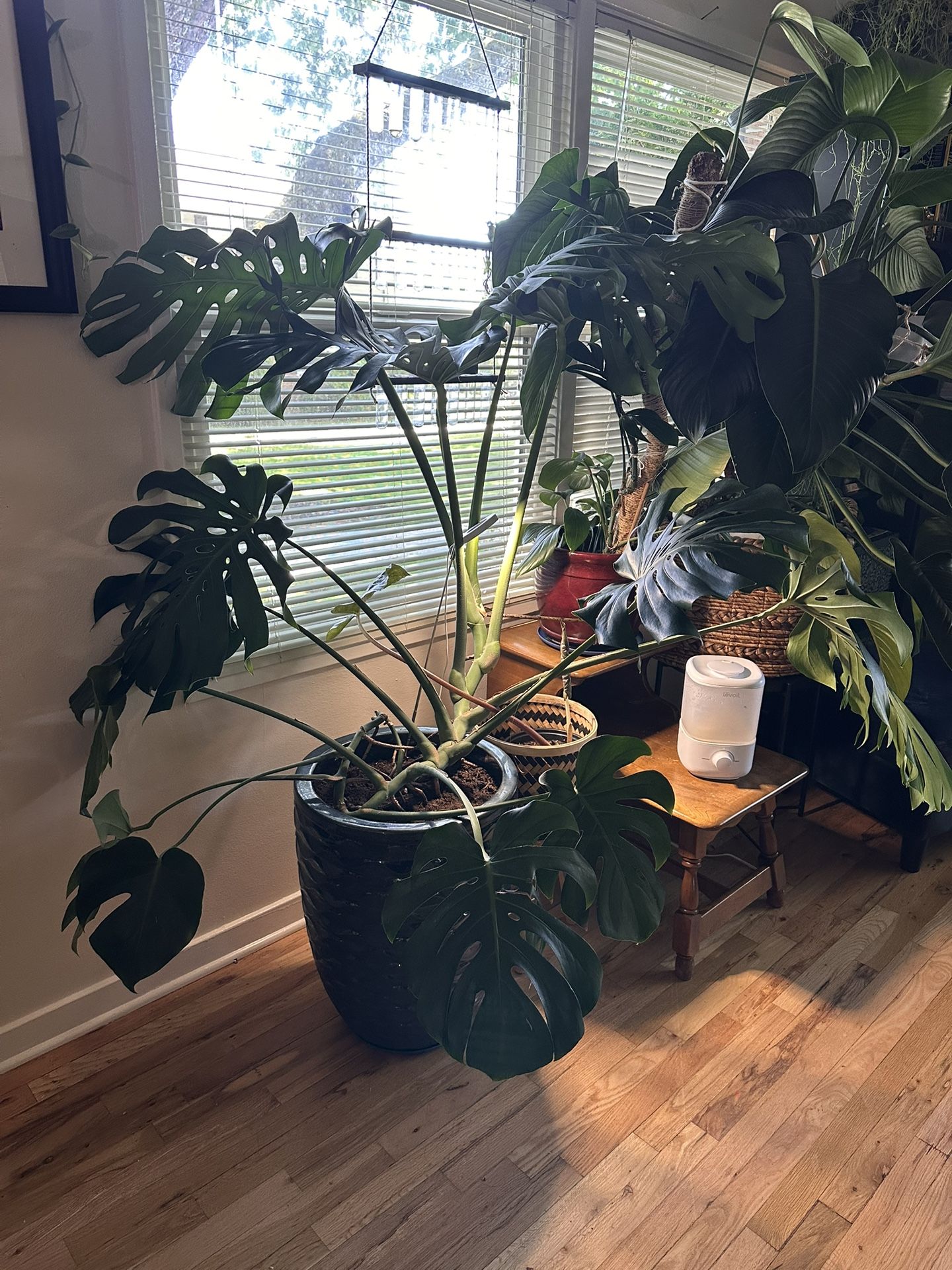Giant Monstera Deliciosa W/pot