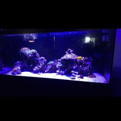 Salt Water Aquarium Rockscape