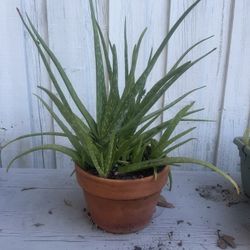 Aloe Vera 