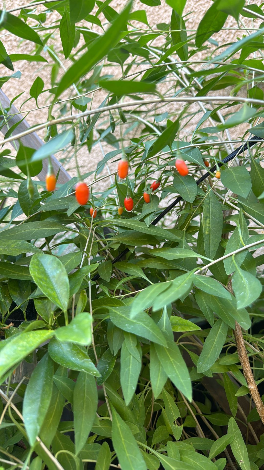 Gojiberry Plants