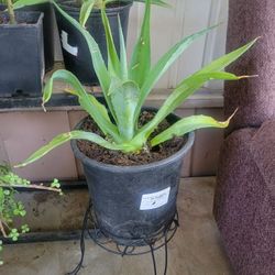 Smooth Agave Plant