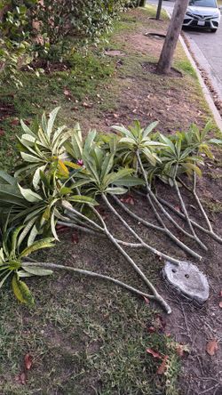 Plumeria